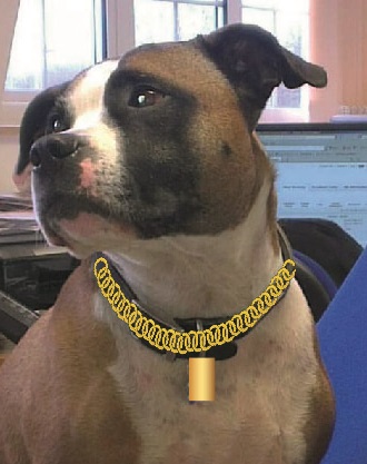 Trigger with a gold collar